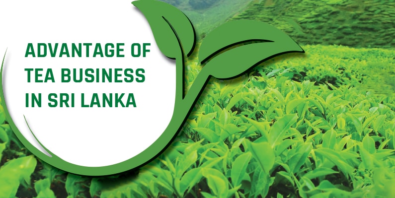 Tea business in Sri Lanka
