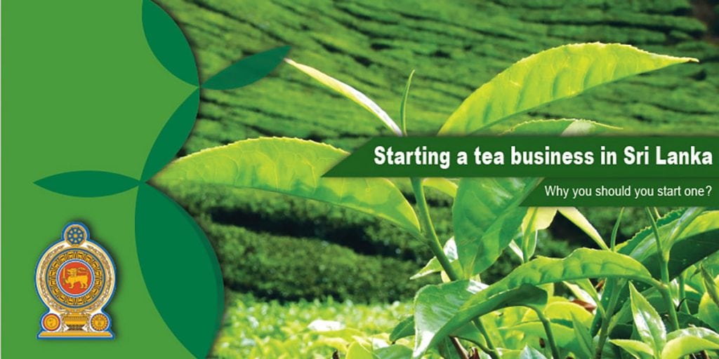 Starting a tea business in Sri Lanka why you should start one?